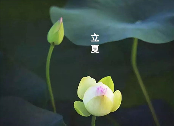 立夏已至，萬物向陽；